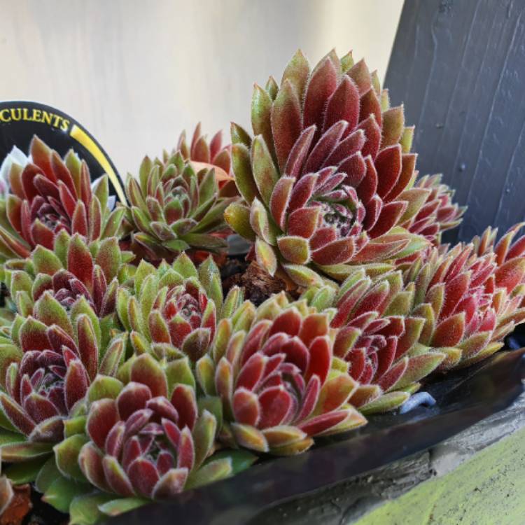 Plant image Sempervivum Pink Puff