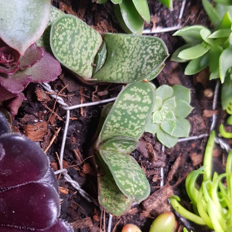 Plant image Gasteria bicolor var. 'Liliputana'