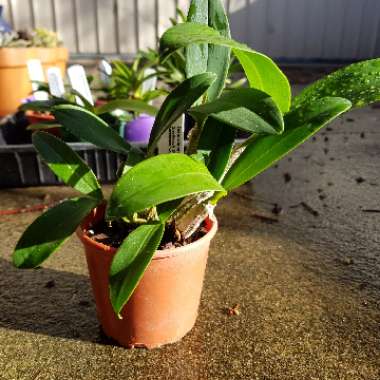 Dendrobium speciosum