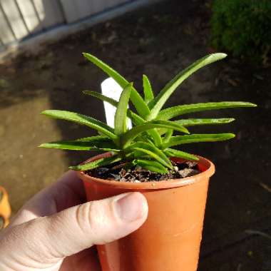 Sarcochilus