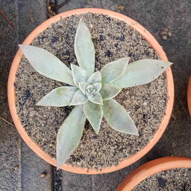 Plant image Echeveria Silver Queen