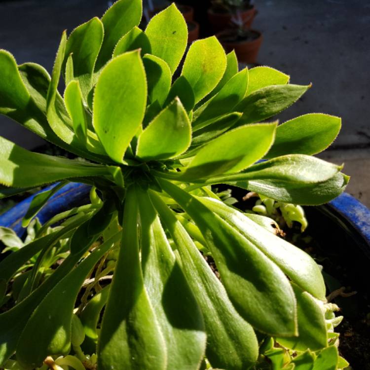 Plant image Aeonium Arboreum Green Rose