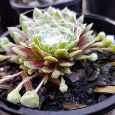 Sempervivum Rubin