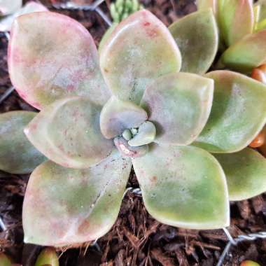 Graptopetalum Purple Haze