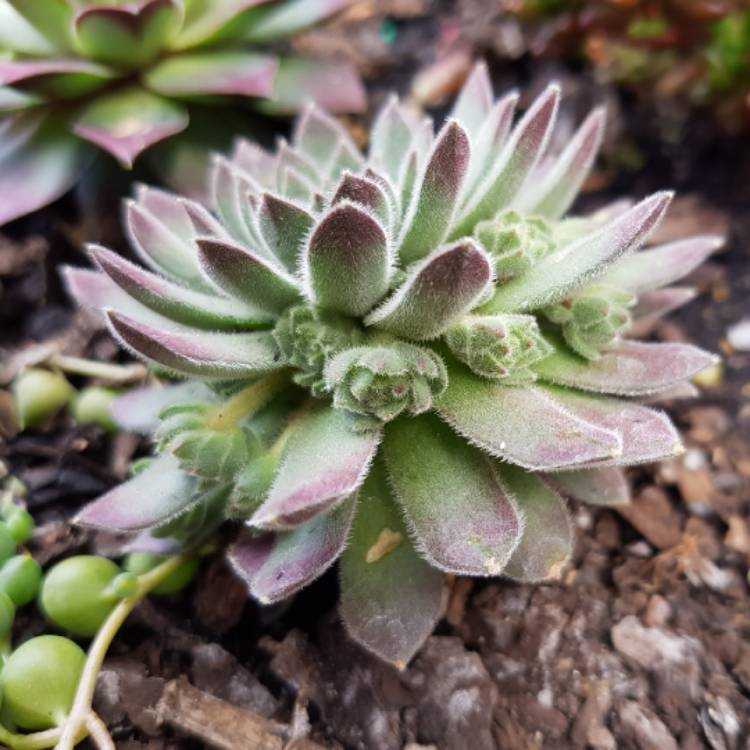 Plant image Sempervivum Pink Puff