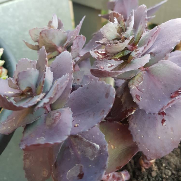 Plant image Sedum 'Sunsparkler Blue Pearl'