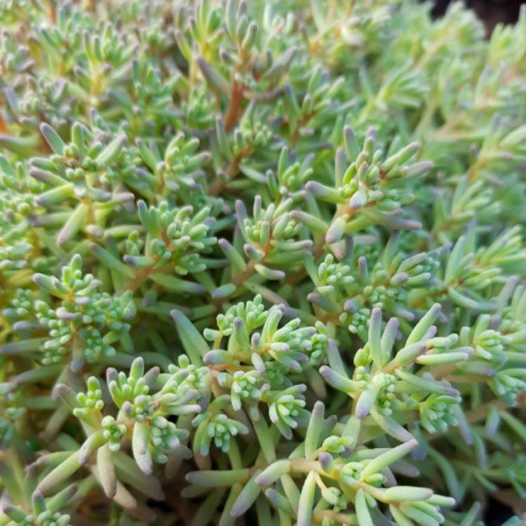 Plant image Sedum rubens 'Lizard Of Madagascar'