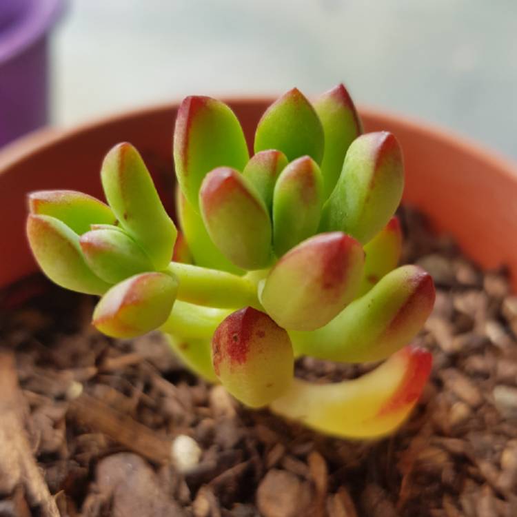 Plant image Crassula nudicaulis var. 'Herrei'