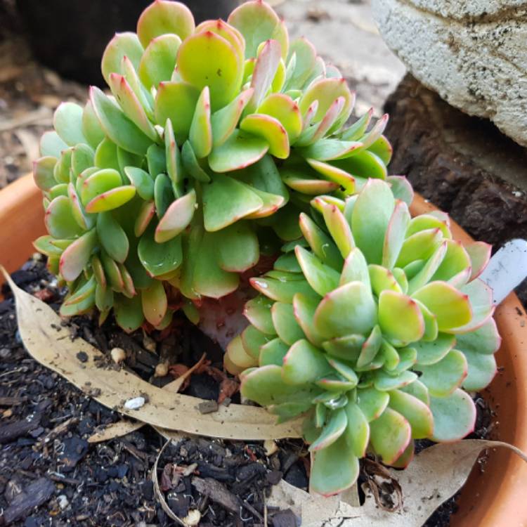 Plant image Echeveria Briar Rose Cristata