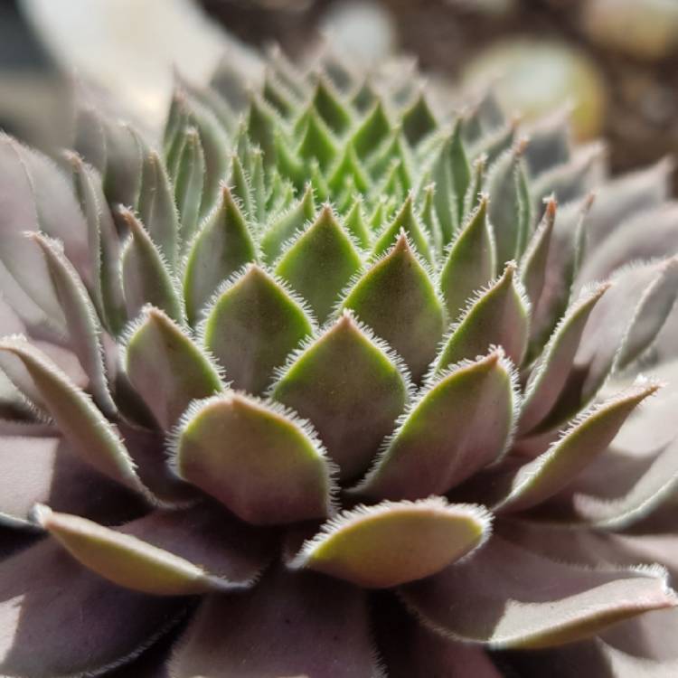 Plant image Sempervivum Centennial