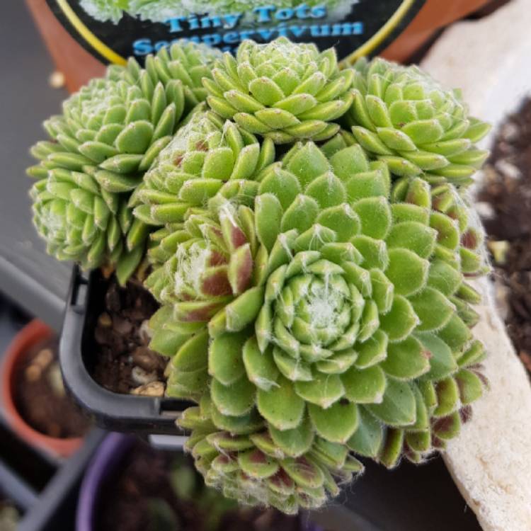 Plant image Sempervivum Arachnoideum Tiny Tots