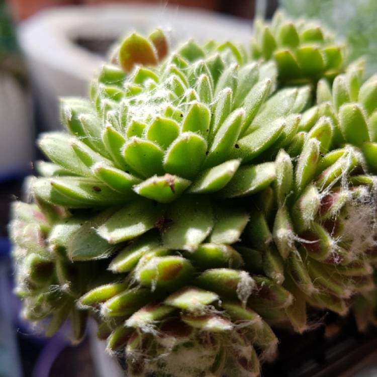 Plant image Sempervivum Arachnoideum Tiny Tots