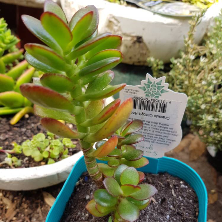 Plant image Crassula Ovata