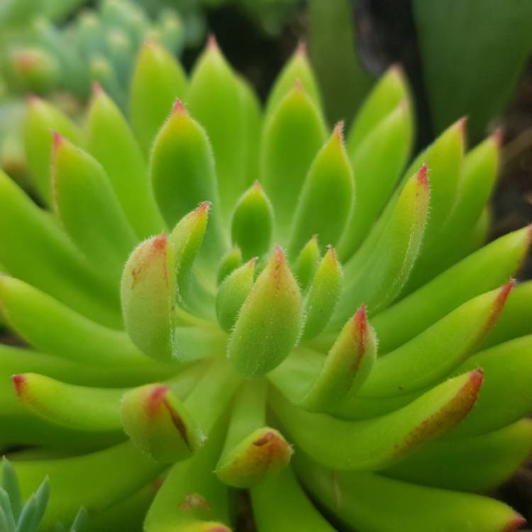 Plant image Echeveria Spruce Oliver