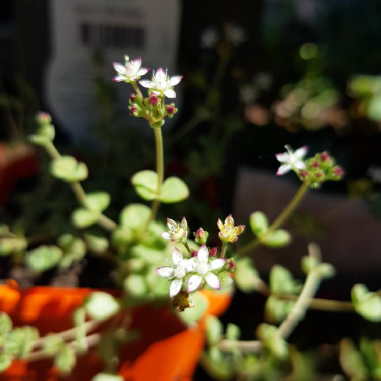 Plant image Sedum 'Little Master'