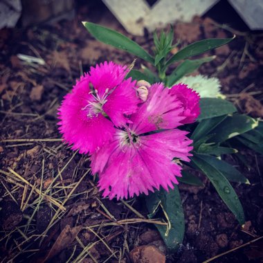 Sweet William 'Magenta'