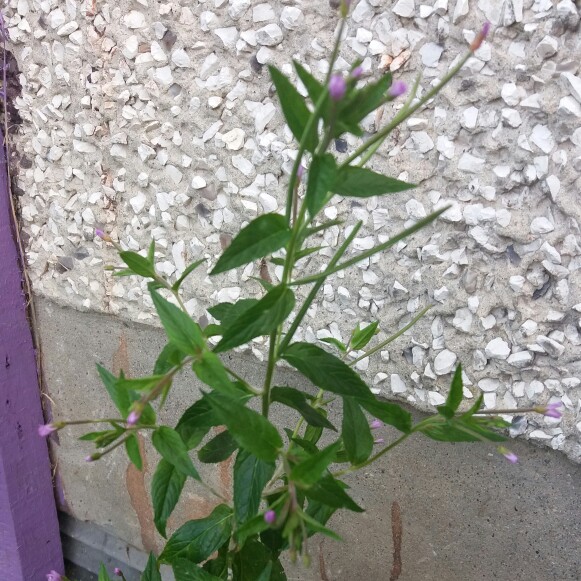 Broad-leaved Willowherb