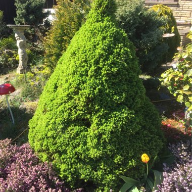 Picea glauca var. albertiana 'Conica'