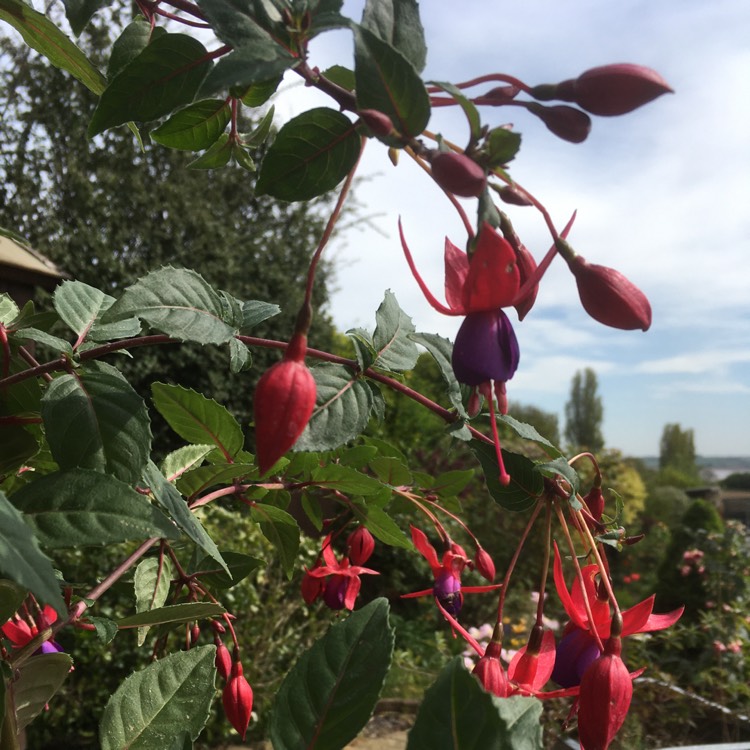 Plant image Fuchsia 'Angela'