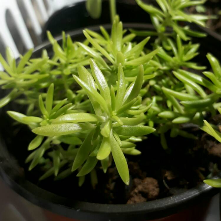 Plant image Sedum Lineare