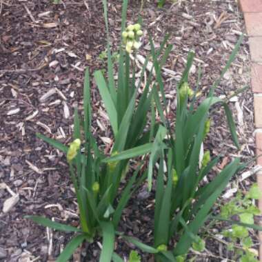 Daffodil 'Erlicheer' (Double)