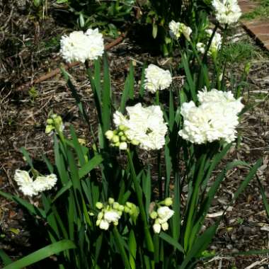 Daffodil 'Erlicheer' (Double)