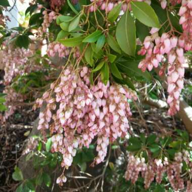 Pieris 'Prelude'