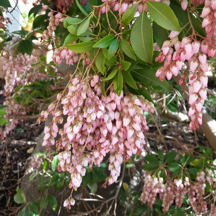 Plant image Pieris japonica 'Prelude'