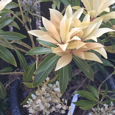 Pieris 'Forest Flame'