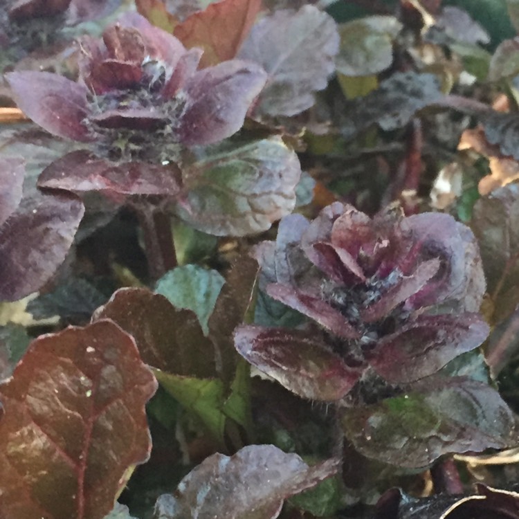 Plant image Ajuga reptans 'Atropurpurea'