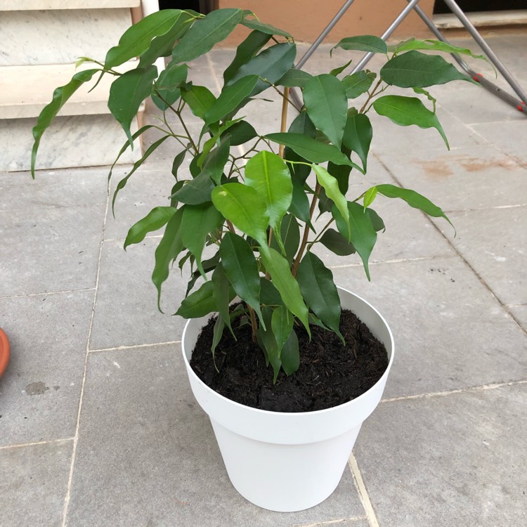 Plant image Ficus benjamina 'Exotica'