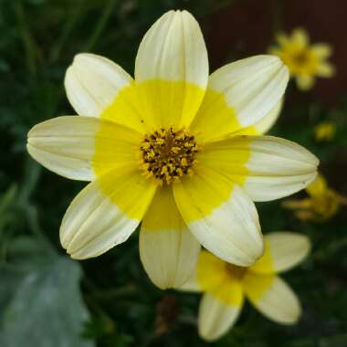 Bidens 'Golden Eye'