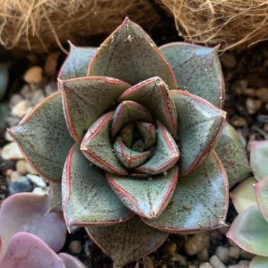 Echeveria 'Dionysos'