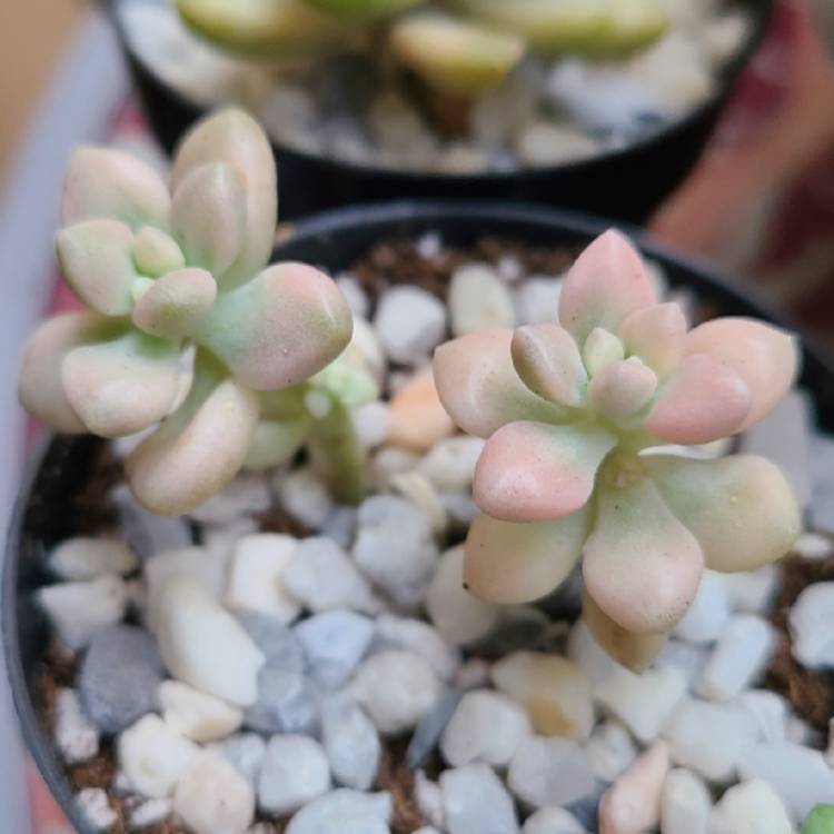 Plant image Graptopetalum Mendozae Variegata