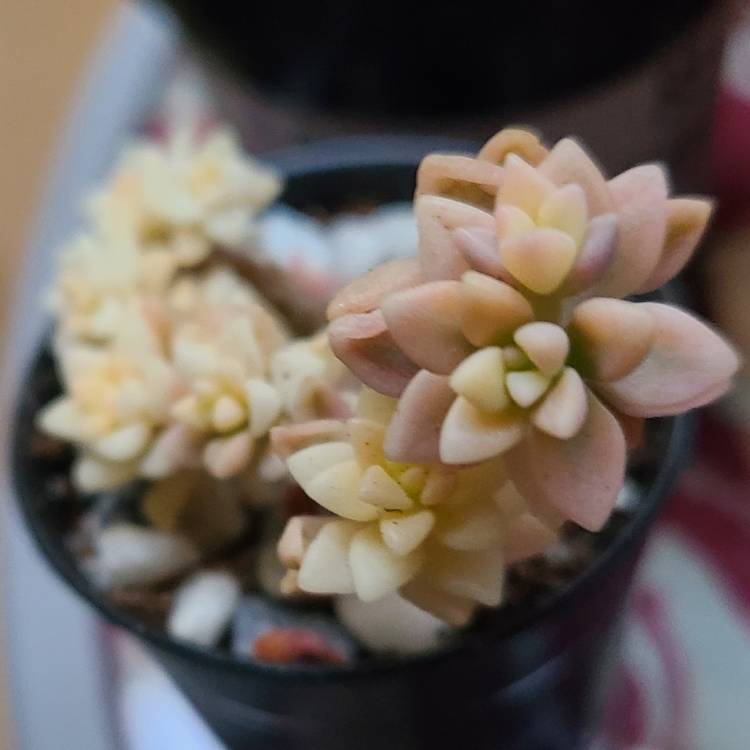 Plant image Graptopetalum Mirinae Variegata