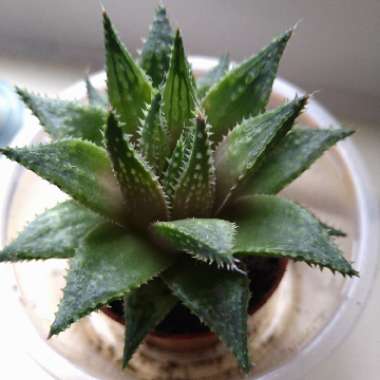 Lace Aloe