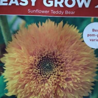 Sunflower 'Teddy Bear'