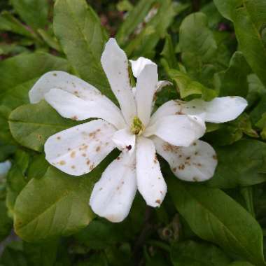 Magnolia ‘Royal Star'