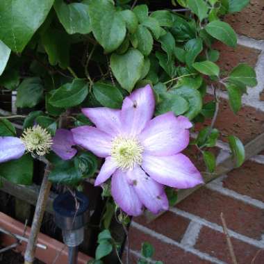 Clematis