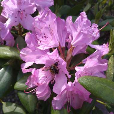 Rhododendron 'Aglo'