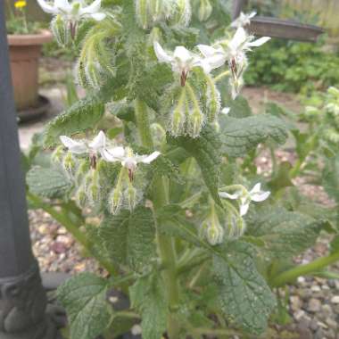 White Borage