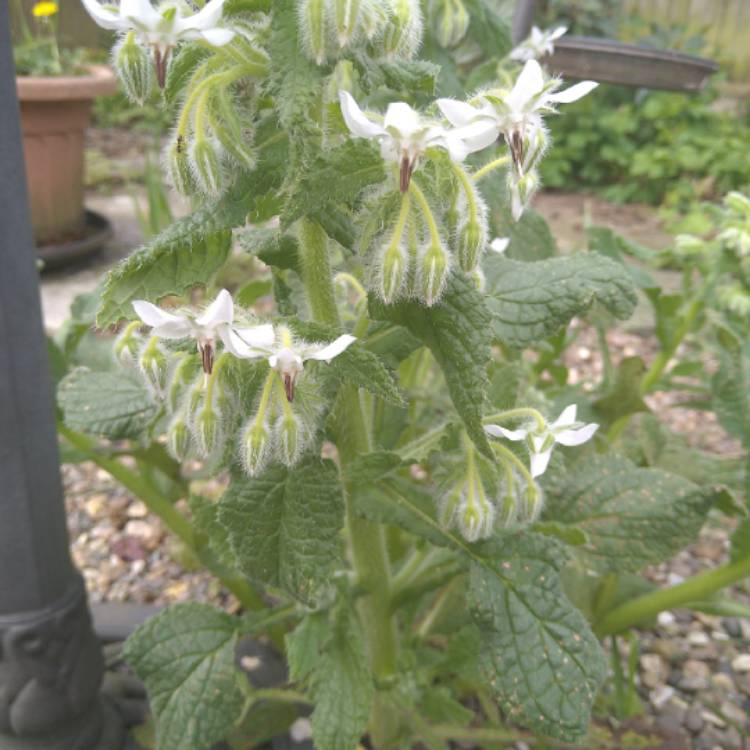 Plant image Borago officinalis var. 'Alba'