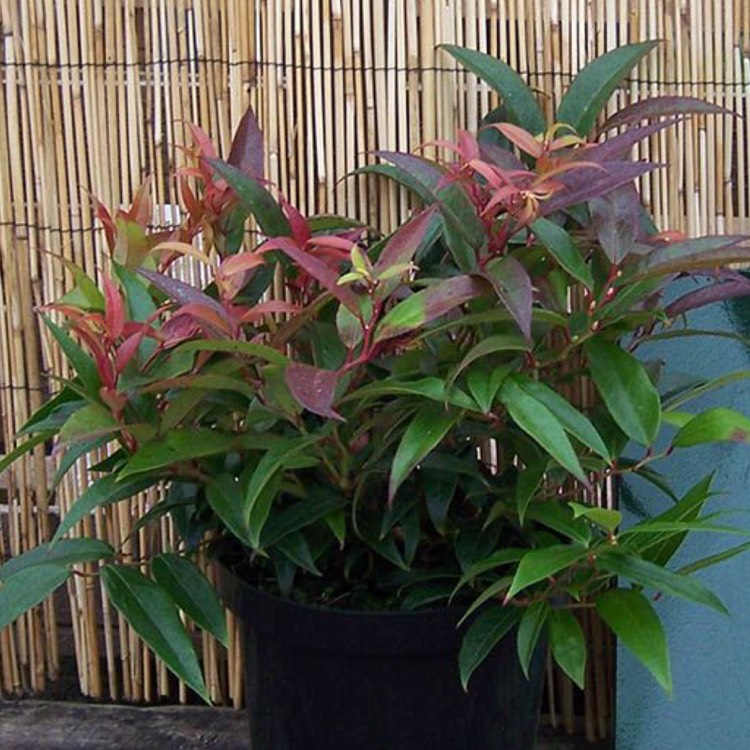 Plant image Leucothoe keiskei 'Royal Ruby'