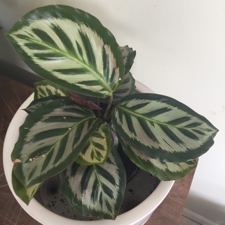 Plant image Calathea roseopicta