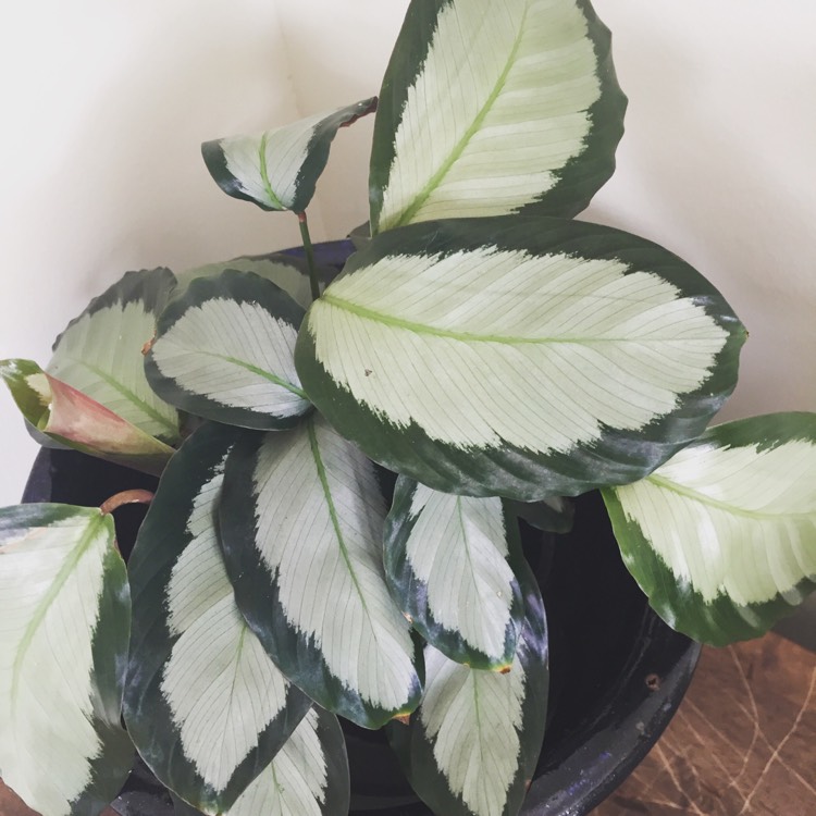 Plant image Calathea picturata 'Argentea' syn. Goeppertia picturata 'Argentea'