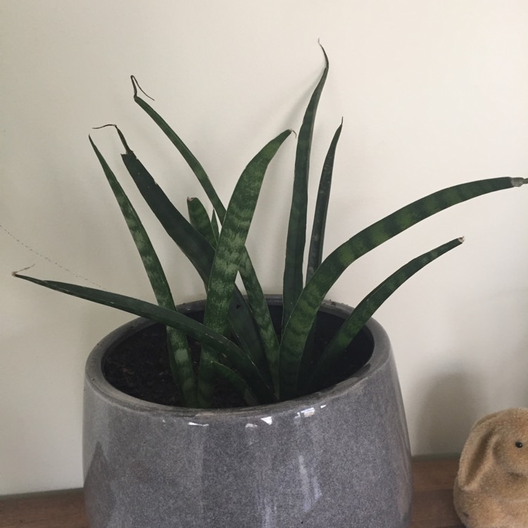 Plant image Sansevieria parva