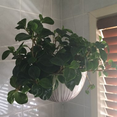 Peperomia