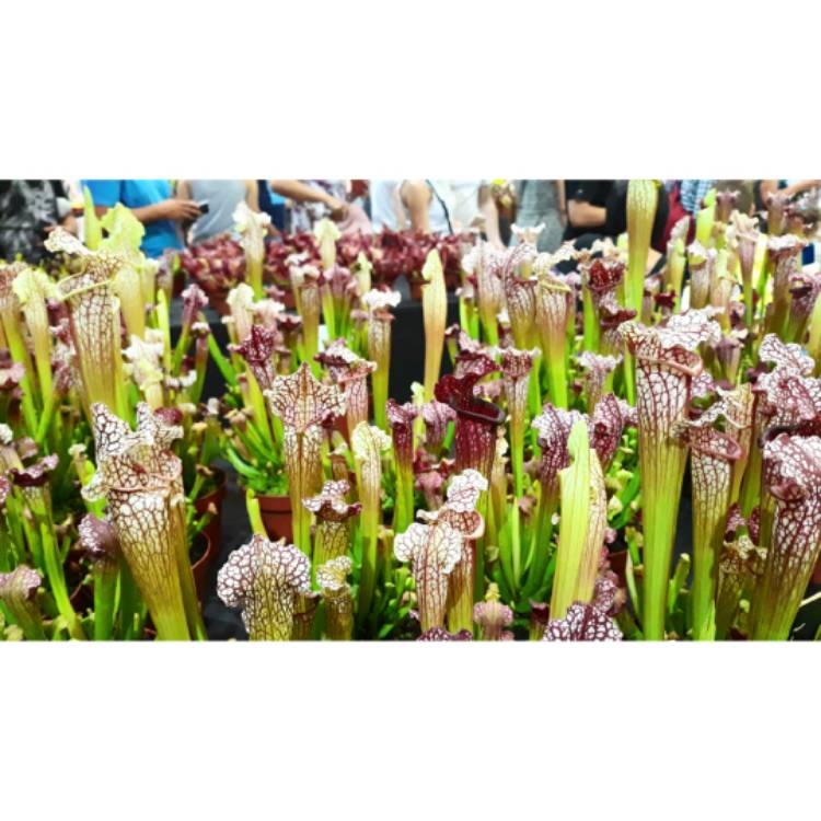 Plant image Sarracenia Leucophylla