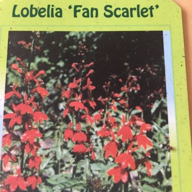 Lobelia 'Fan Scarlet'