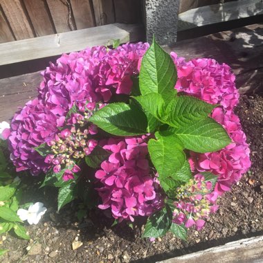 Hydrangea